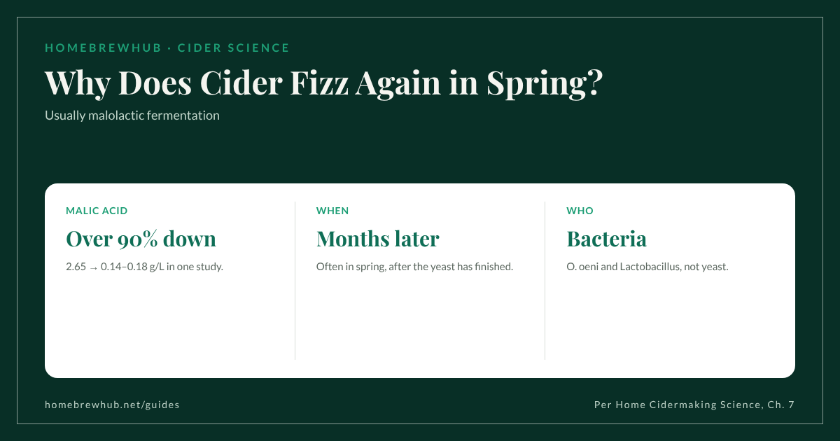 Malolactic fermentation in cider: malic acid to lactic acid and CO2, often starting in spring; malic acid 2.65 g/L to 0.14–0.18 g/L